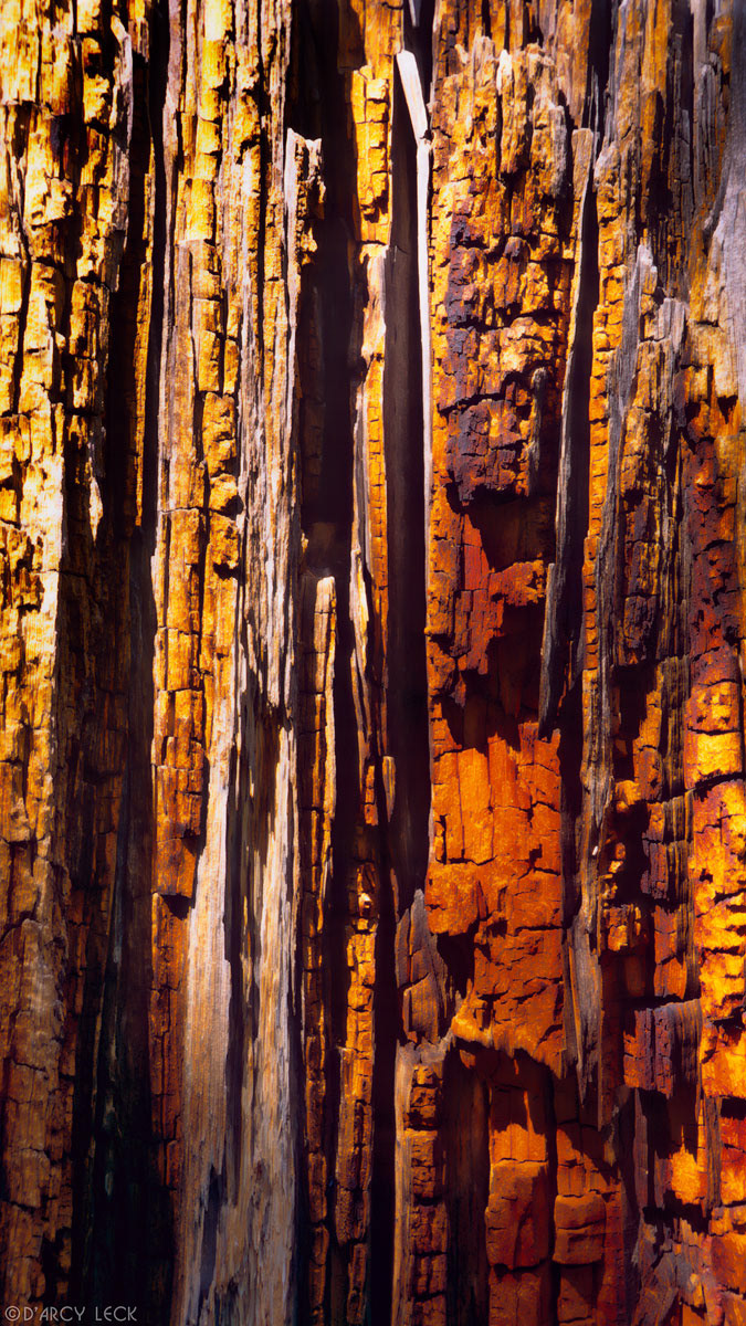 Decaying wood of dead tree stump, Santa Fe National Forest, New Mexico