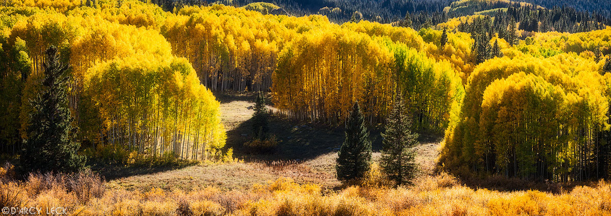 Grove of aspen trees begin to turn color in early Autumn along Anthracite Creek near Kebler Pass, Colorado