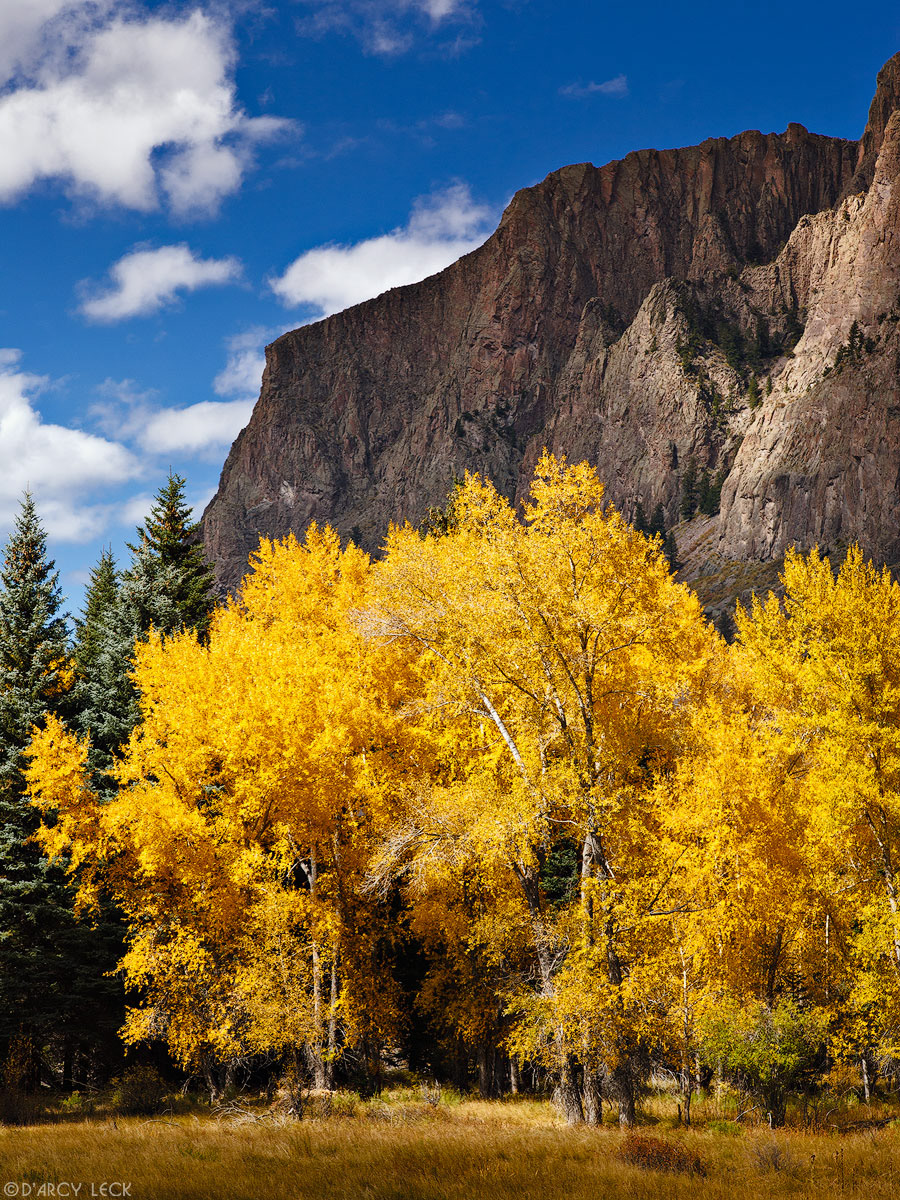 Cottonwood trees with autumn foliage stand in a meadow near the Rio Grande River below the Rio Grande Pallisades near Wagon Wheel Gap, Colorado