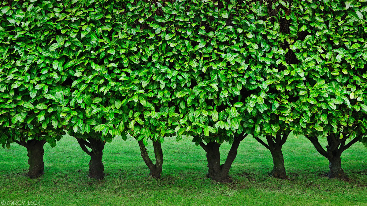 Hedge of bushes, Victoria, British Columbia