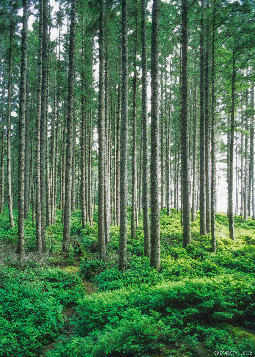 Forest behind Third Beach, Washington