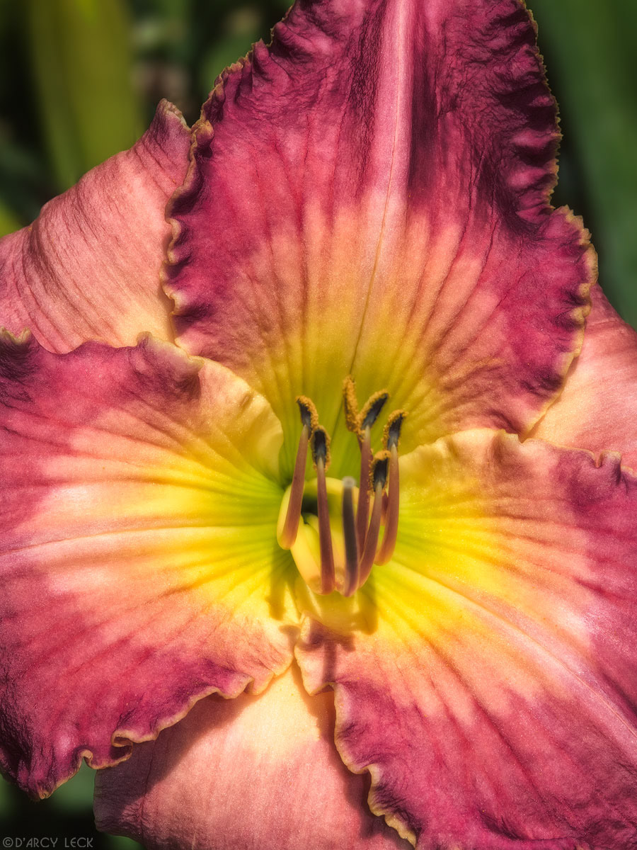 Maroon ruffled daylily at Minnesota Arboretum
