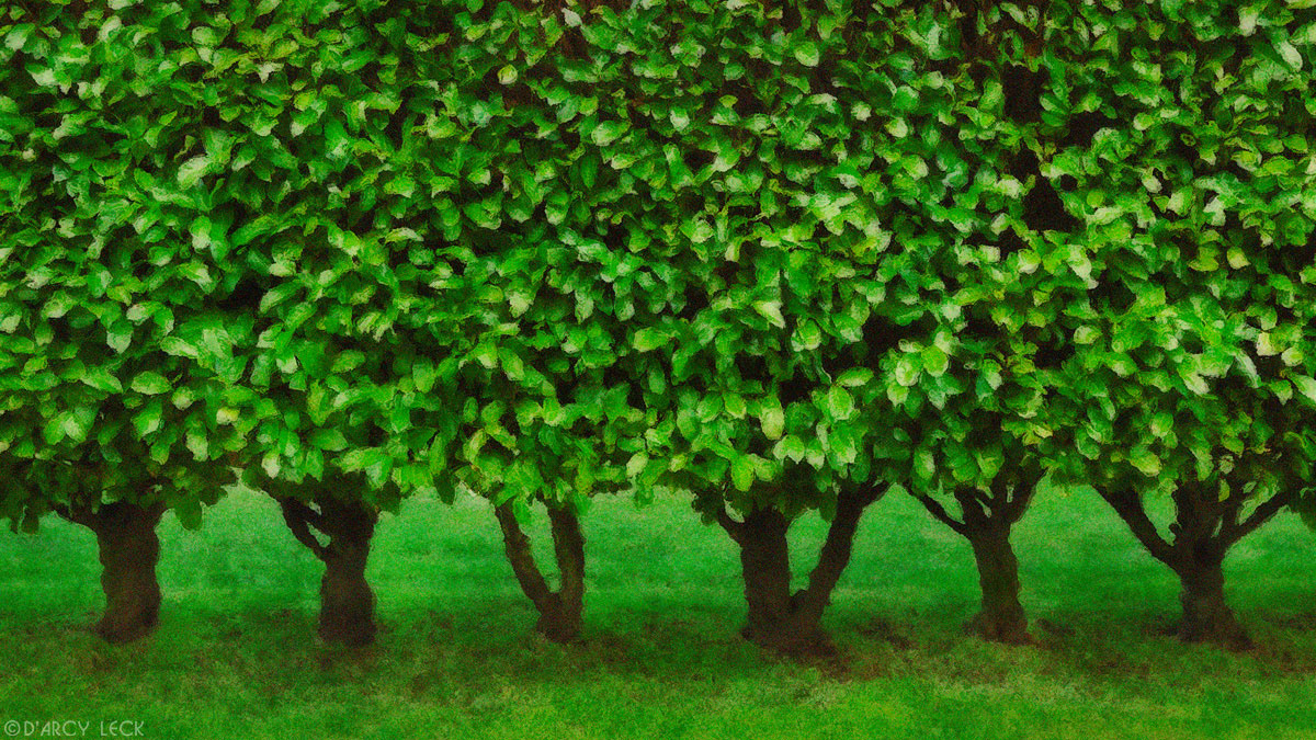 Hedge of bushes, in Victoria, British Columbia
