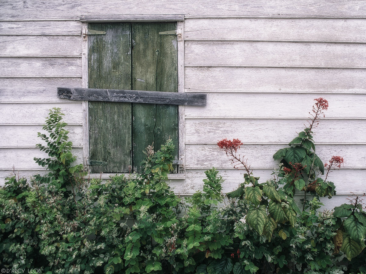 Flowers along side weathered white house with green window in New Plymouth, Bahamas