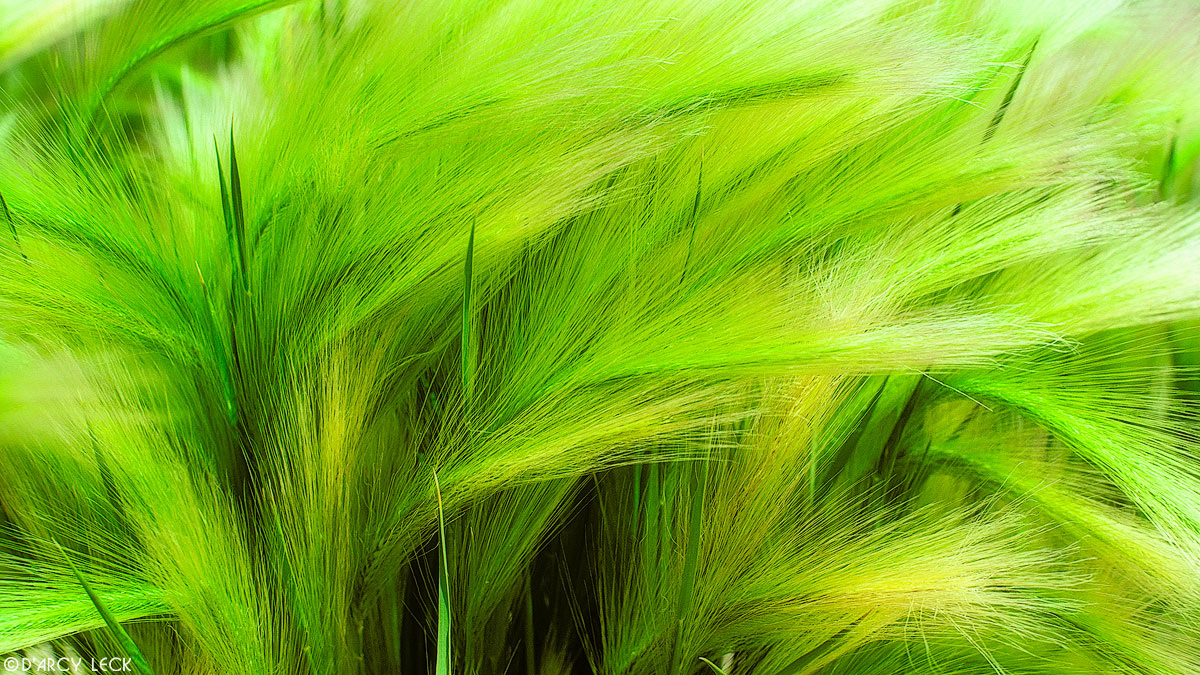 Foxtail Barley, Colorado