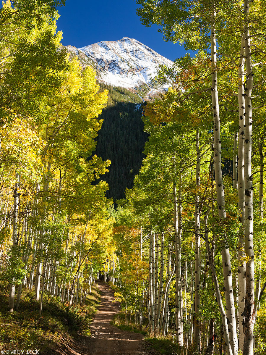 Dirt forest road through aspen trees turning autumn colors with Snow-capped Crystal Peak in distance, Colorado