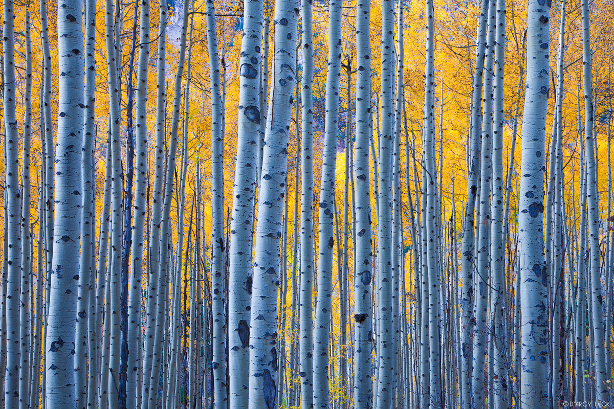 Forest of aspen trees in autumn colors in White River National Forest, Colorado