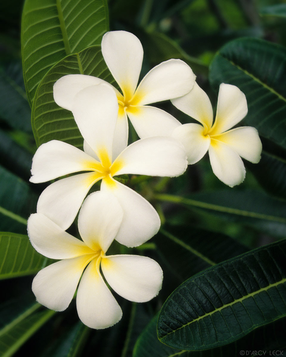 Tiara blossoms; Hawaii