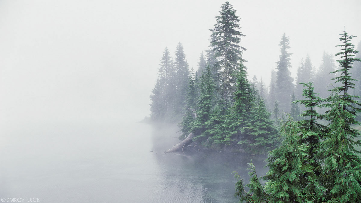 Pine trees along shore of Mowich Lake are enshrouded in fog, Washington