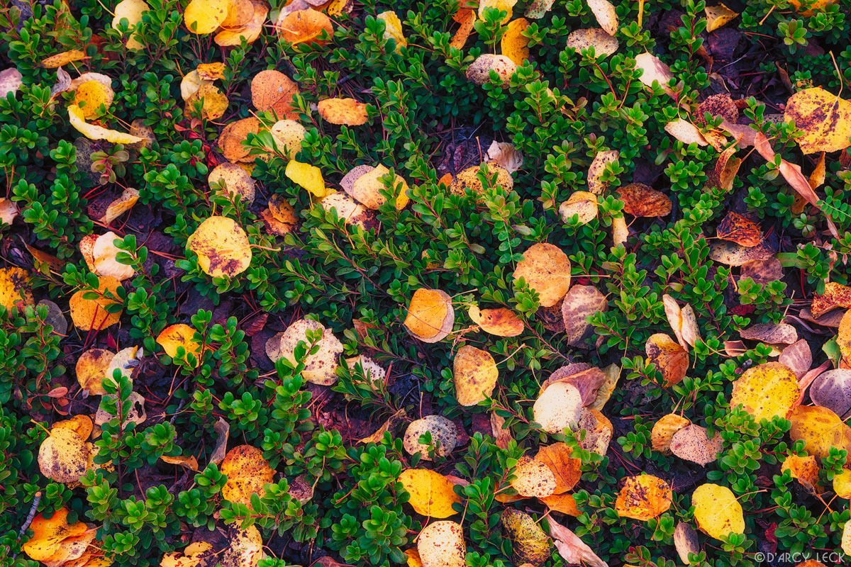 Aspen leaves on forest floor, Colorado