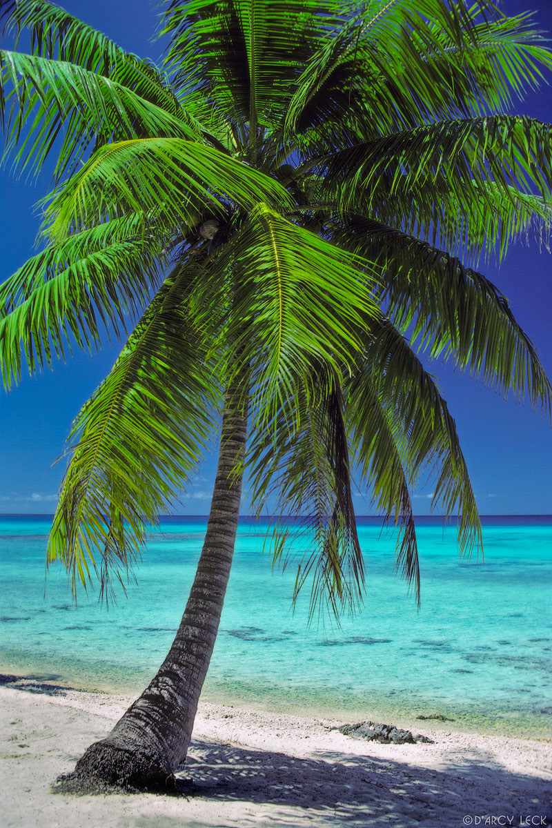 Coconut Palm tree stands at water's edge of lagoon along sand beach, Rangiroa, French Polynesia