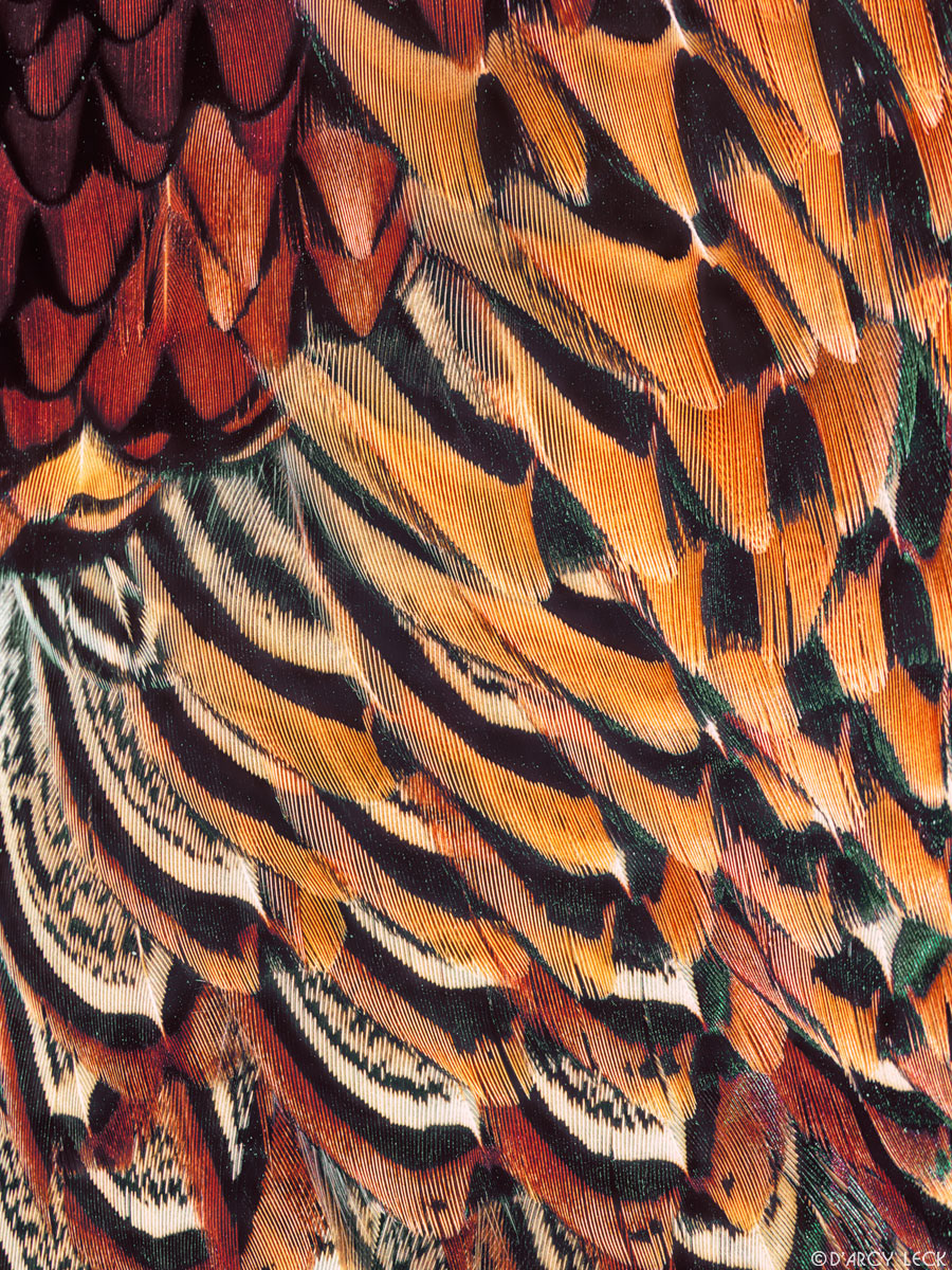 Cock Pheasant feathers