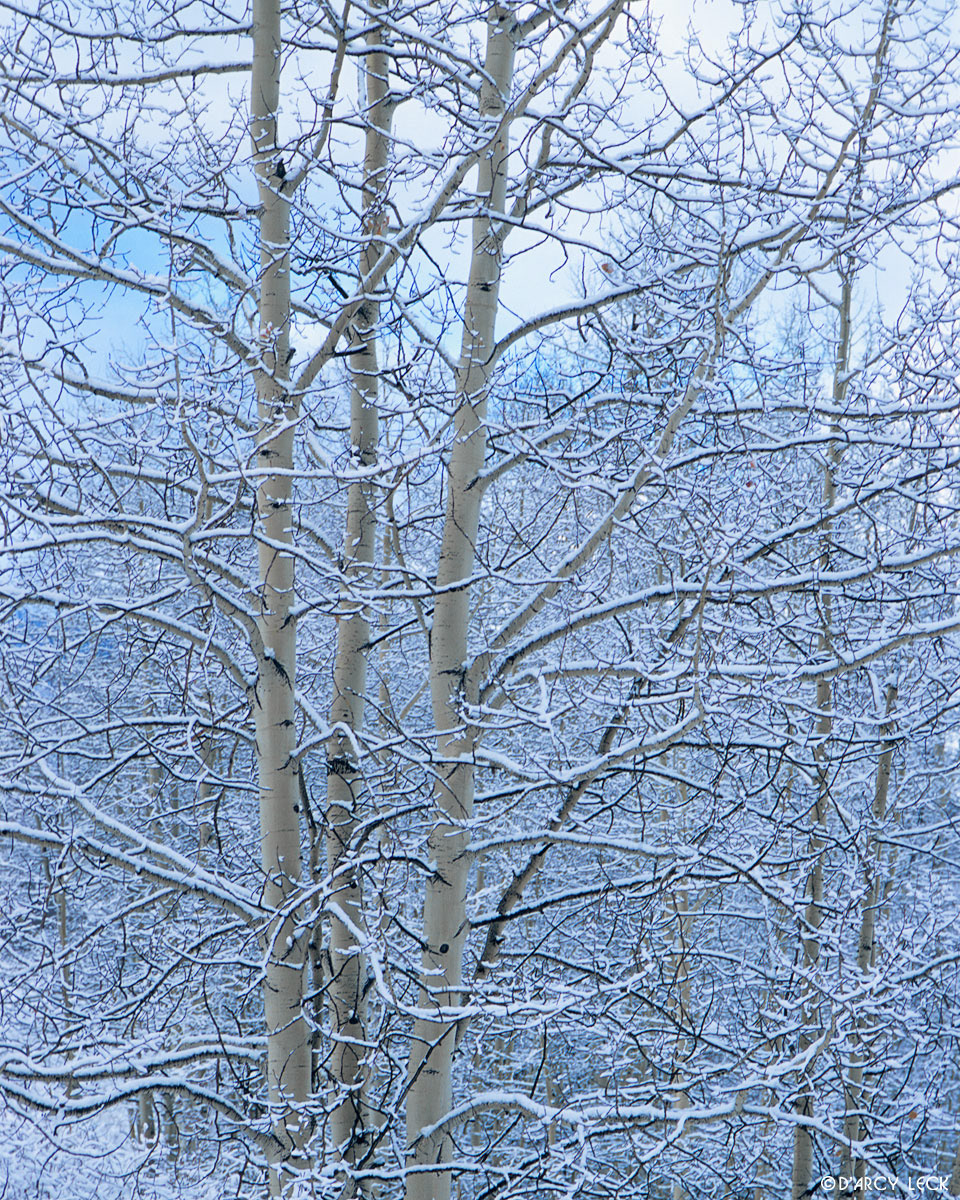 Snow covered aspens after snow storm in San Juan National Forest, Colorado, USA