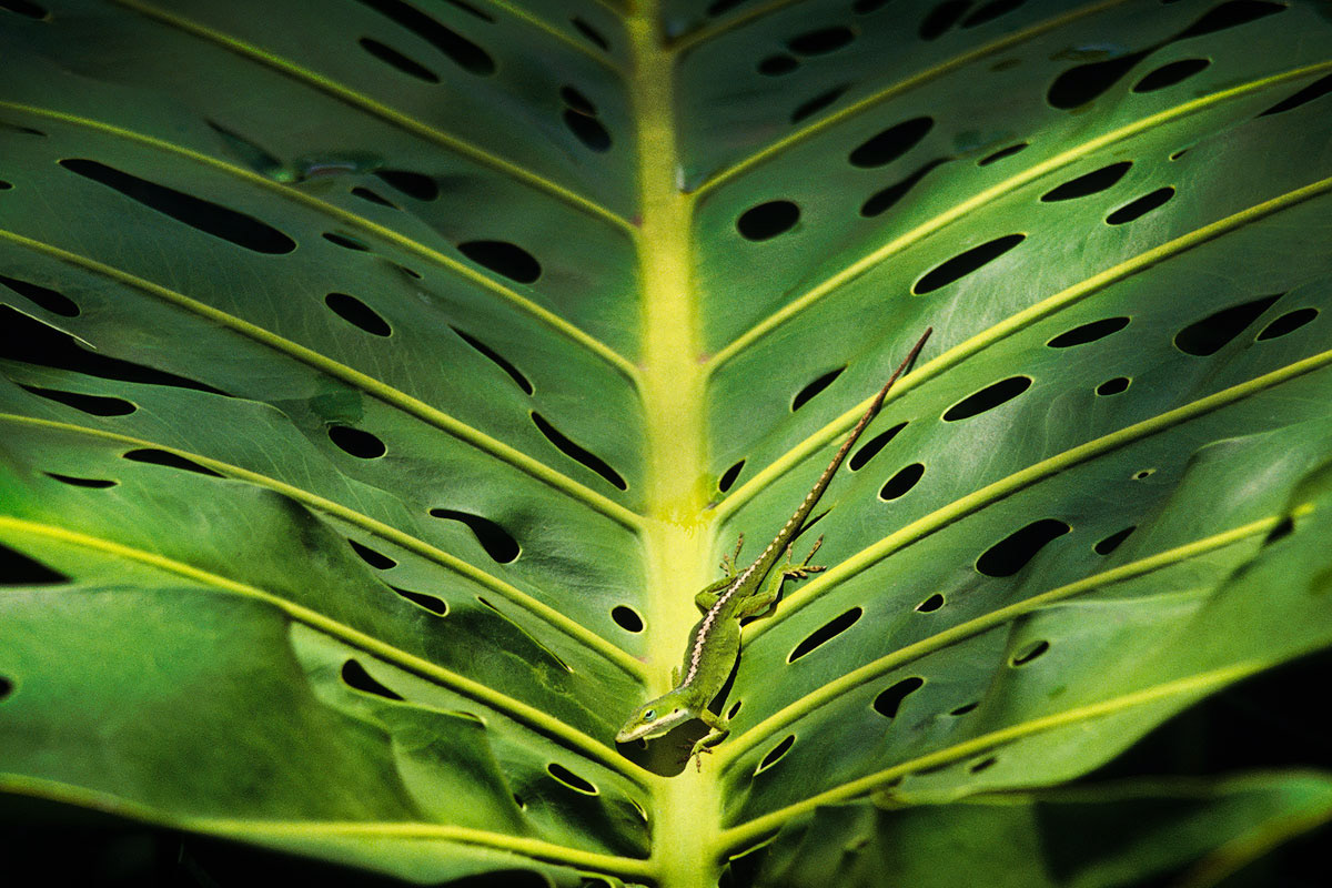 Gecko on Monstera Leaf, hawaii