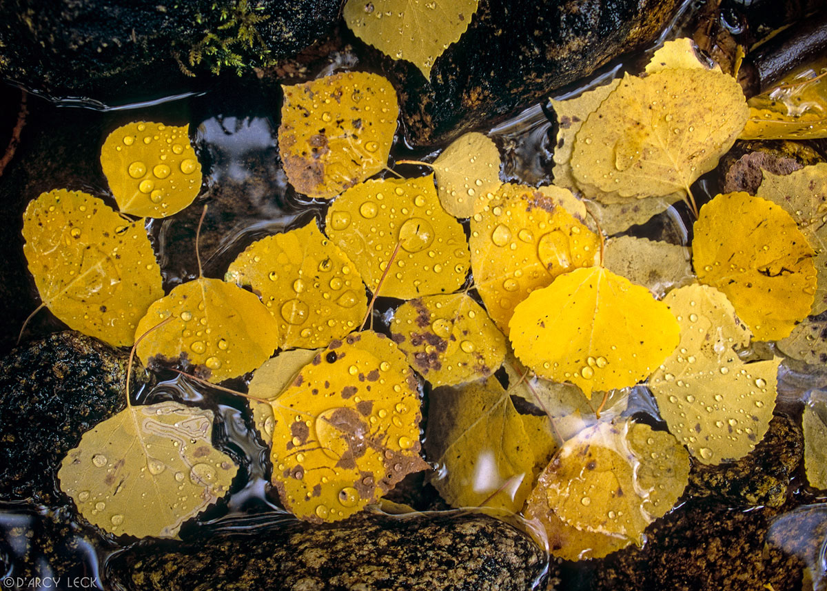 Yellow aspen leaves in rocky stream, Sangre de Cristo Mountains, New Mexico