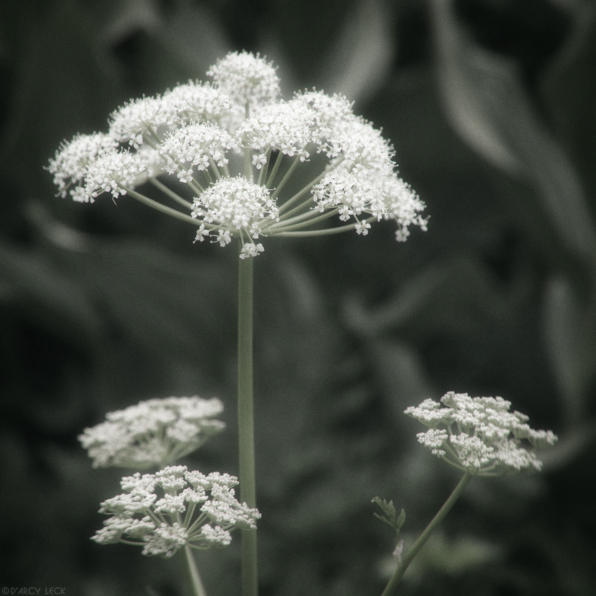 Cow Parsnip blossoms in Imogene Basin, Colorado