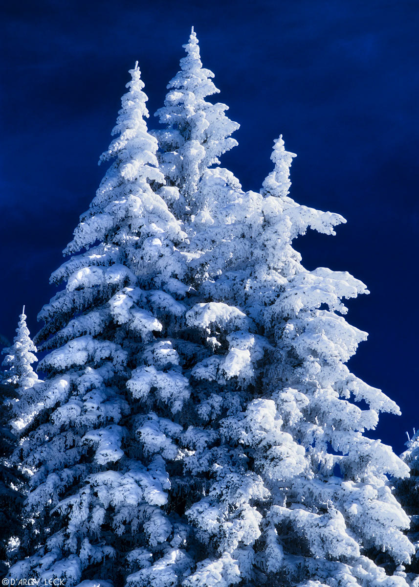 Snow covered conifers in Santa Fe National Forest, New Mexico, USA