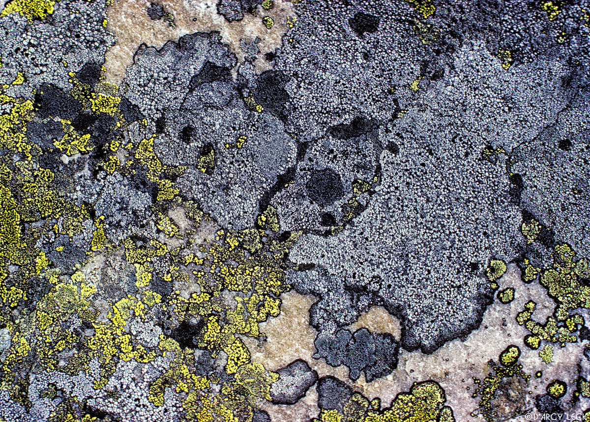Gray and green lichens on boulder, Jasper National Park, Canada