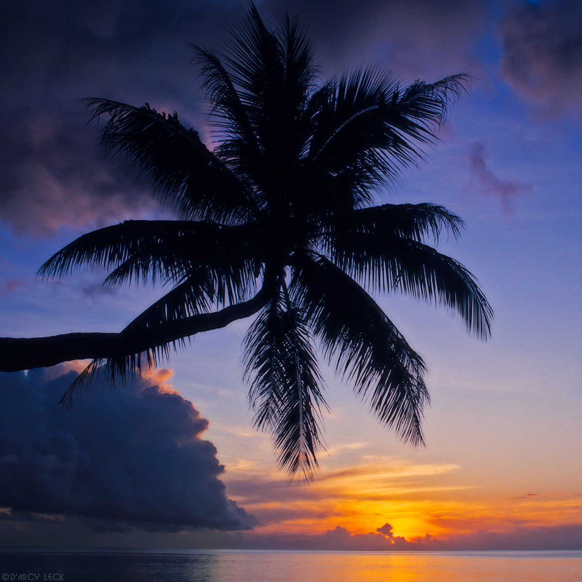 Palm tree silhouetted against setting sun and Pacific Ocean, Moorea, French Polynesia