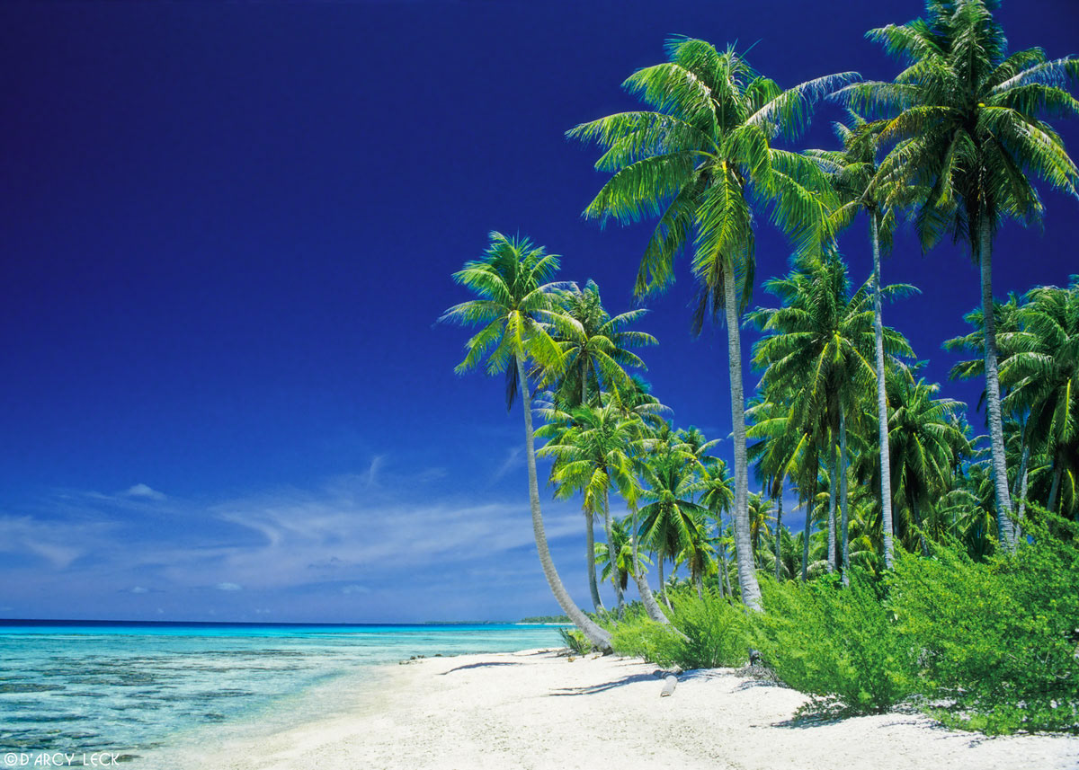 Coconut Palm trees along sand beach and lagoon, Rangiroa, French Polynesia