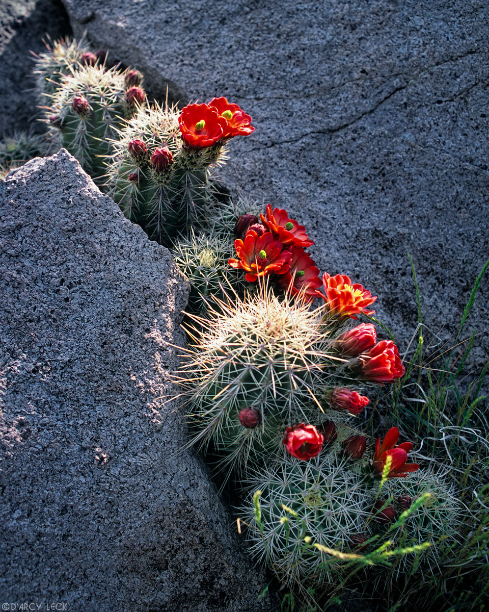 Claret Cup cactus with red blossoms in rock crack, Aguirre Springs, New Mexico, USA