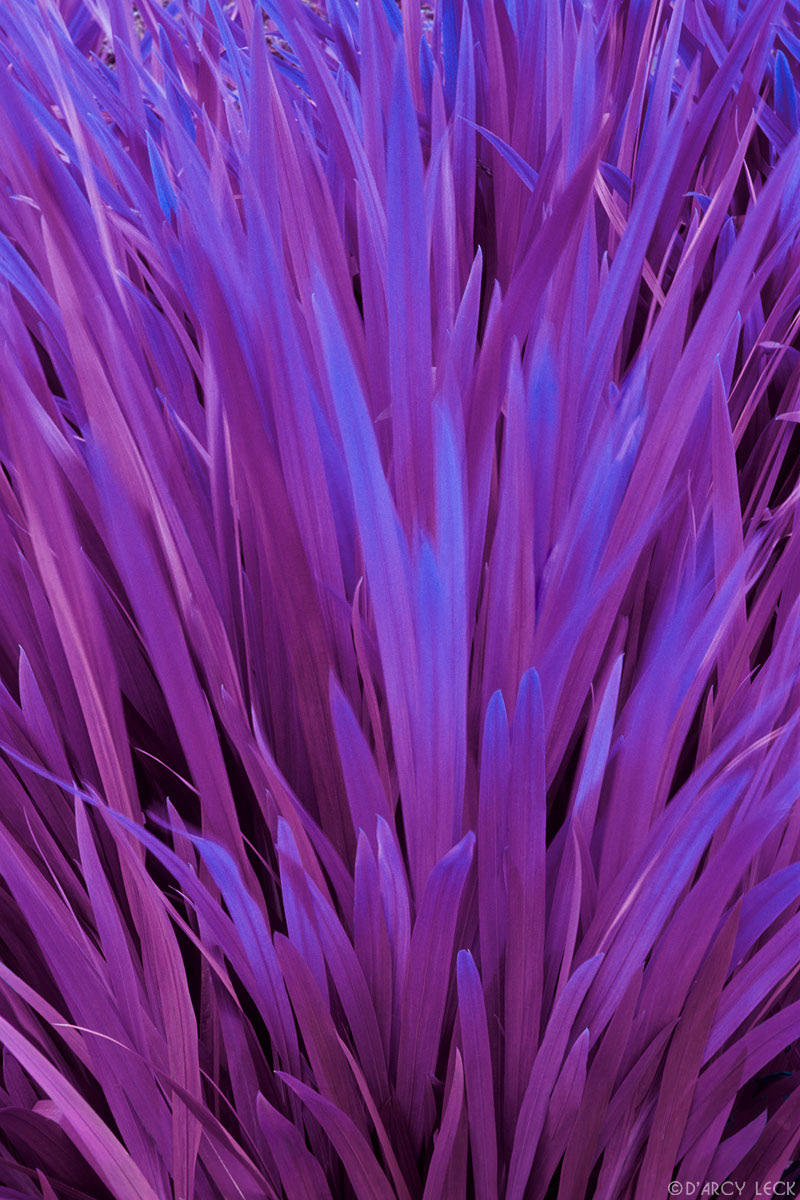 Purple reeds in motion