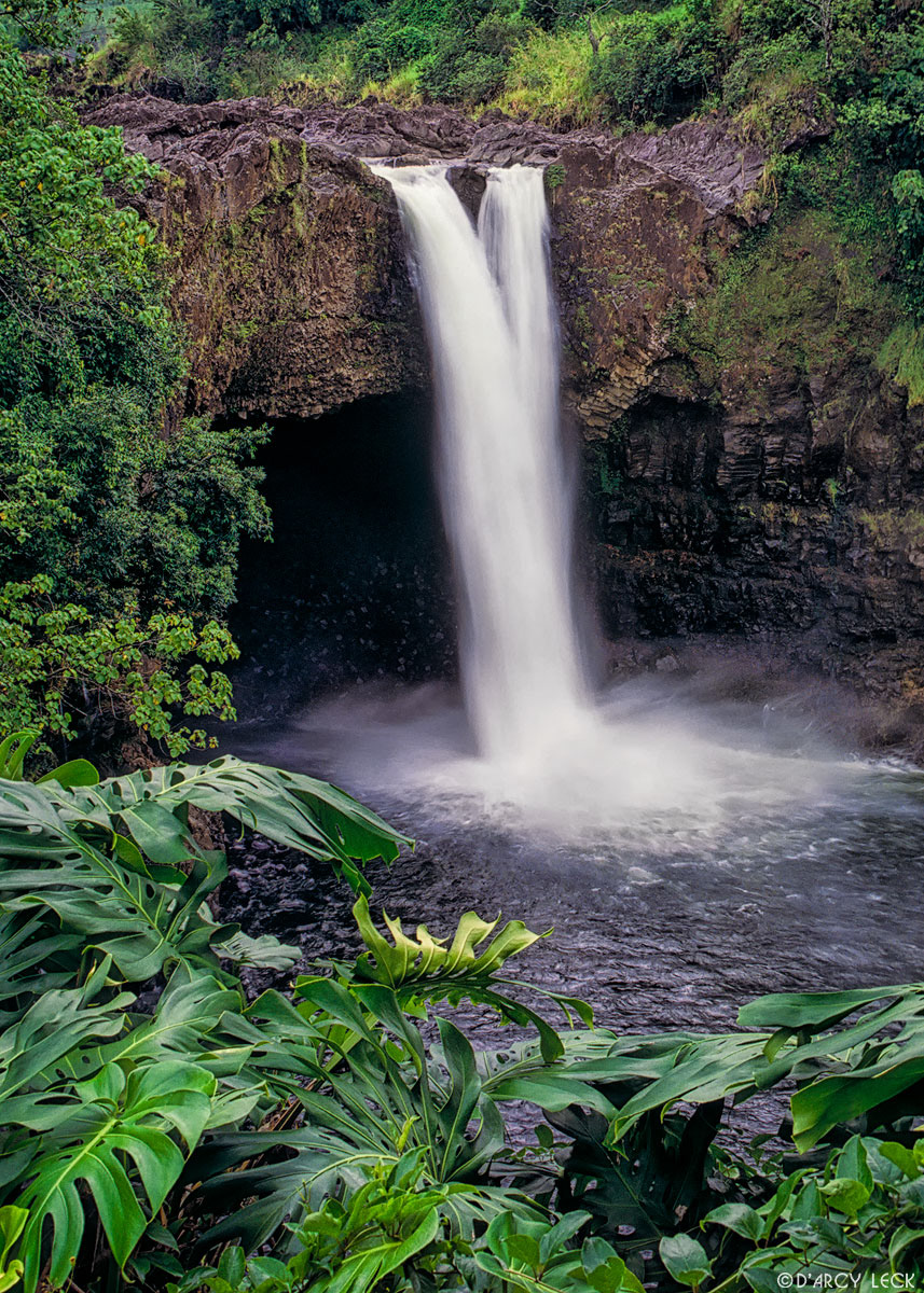 Monstera plants enjoy the mist from the splashing water of Rainbow Falls, Wailuku River State Park, Hawaii