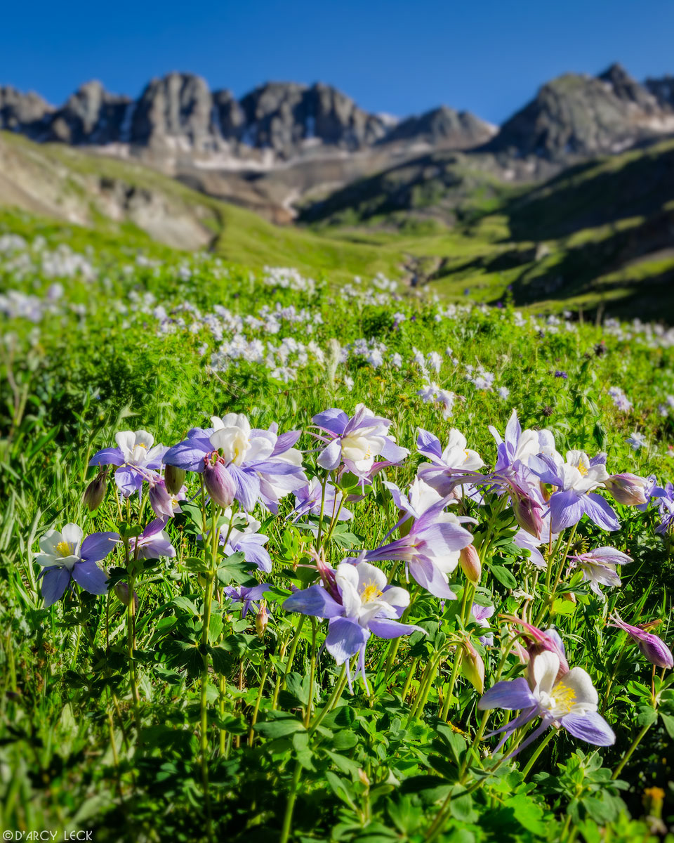 Colorado Rocky Mountain Columbine blossoms in American Basin in the San Juan Mountains in July, Colorado