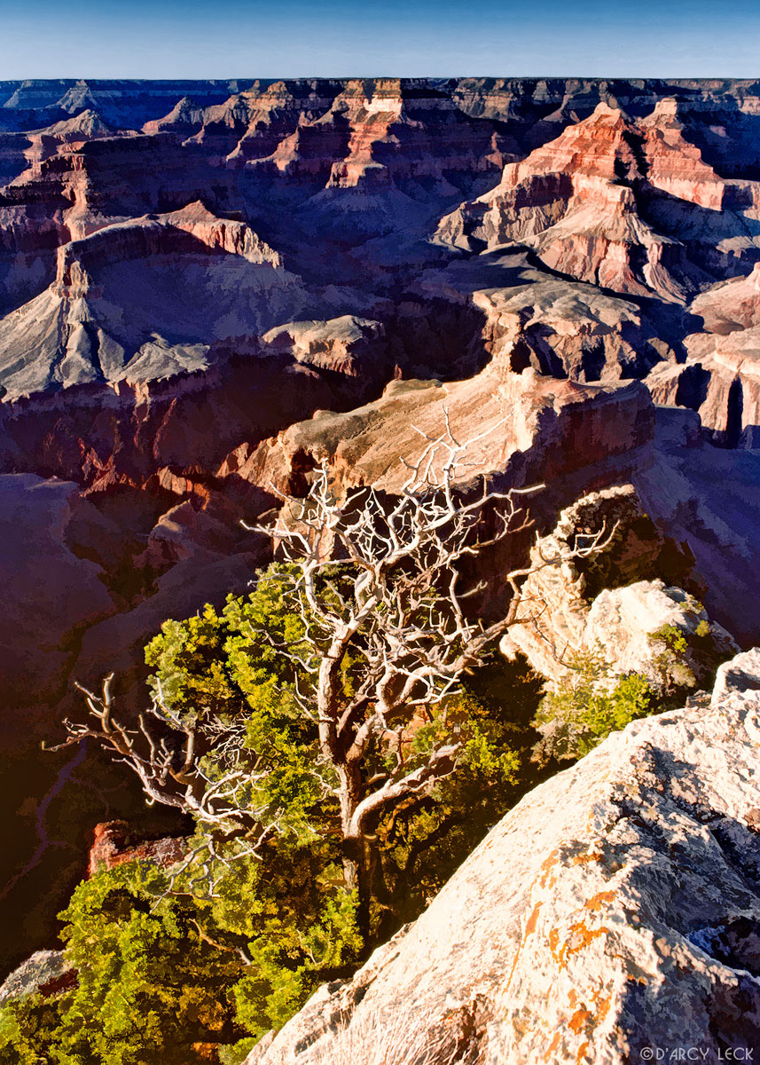 Grand Canyon and pine tree from the South Rim, Grand Canyon National Park, Arizona
