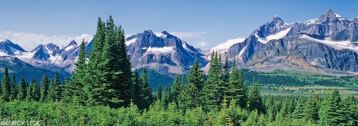 The Ramparts rise above a young forest on a summer day in Jasper National Park, Canada