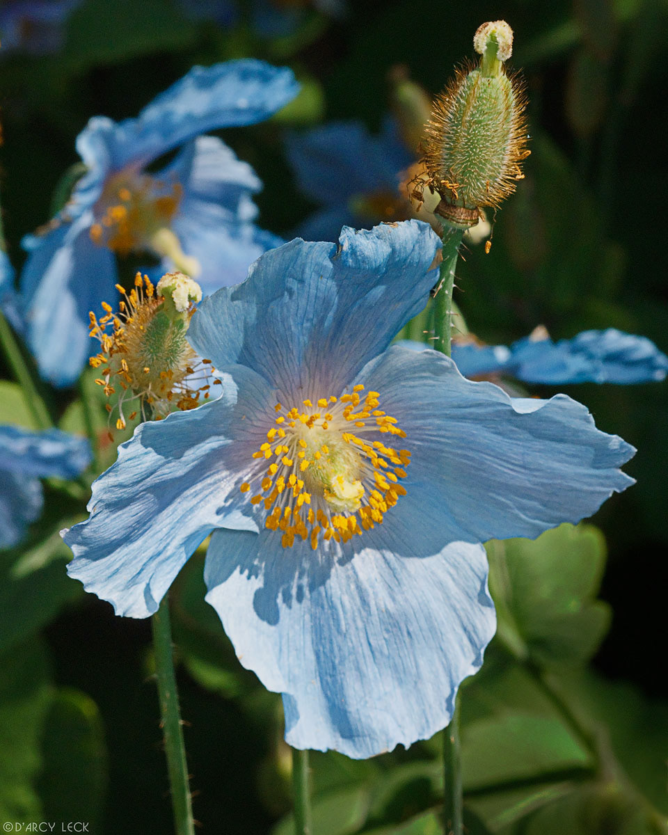 Himalayan Blue Poppy at Butchart Gardens, British Columbia