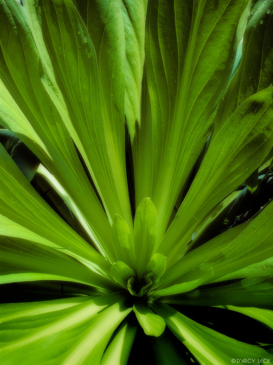 Green Plant