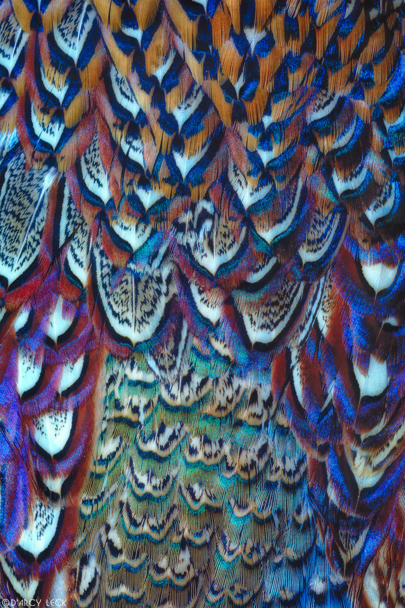 Cock Pheasant feathers