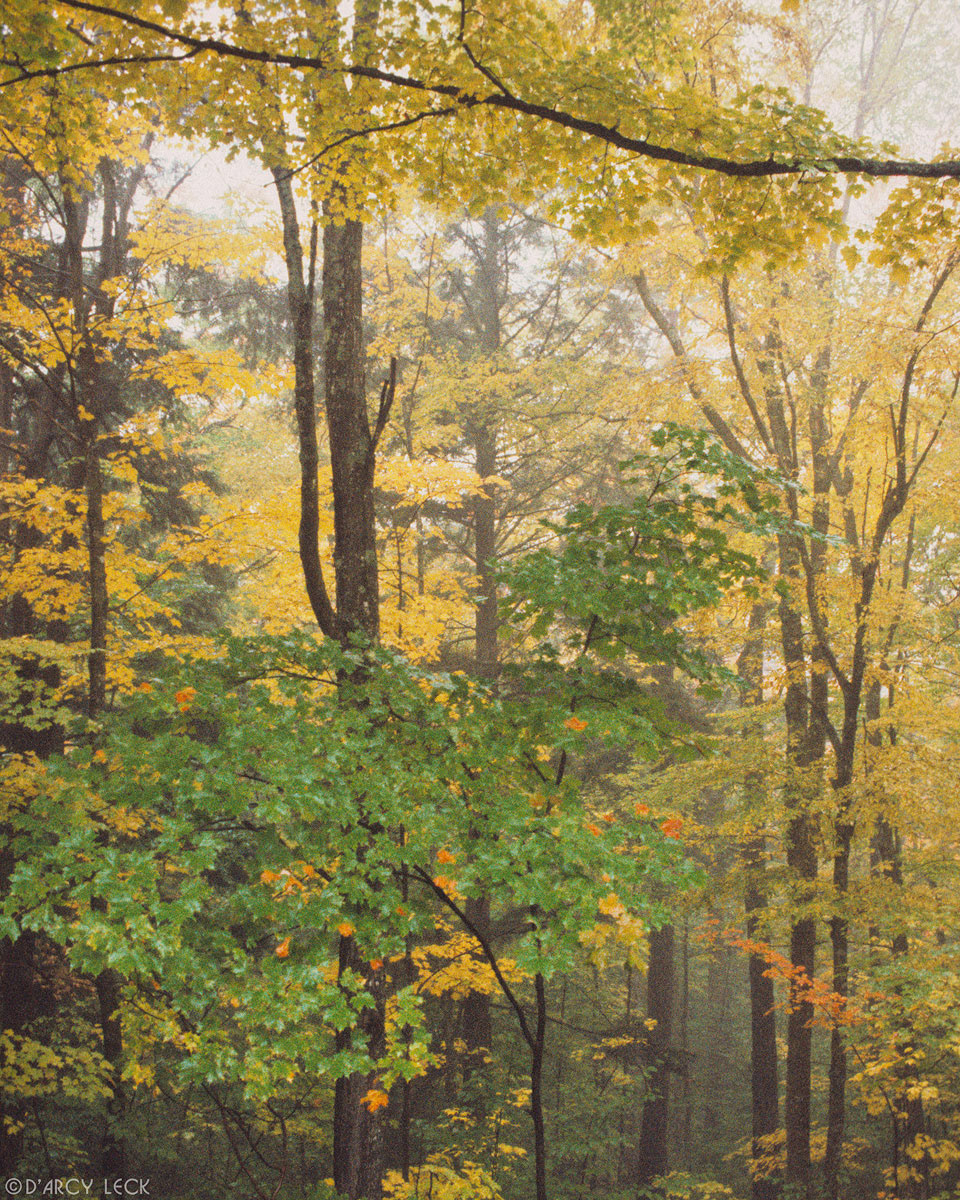 Forest trees in autumn colors, Adirondack Park, New York