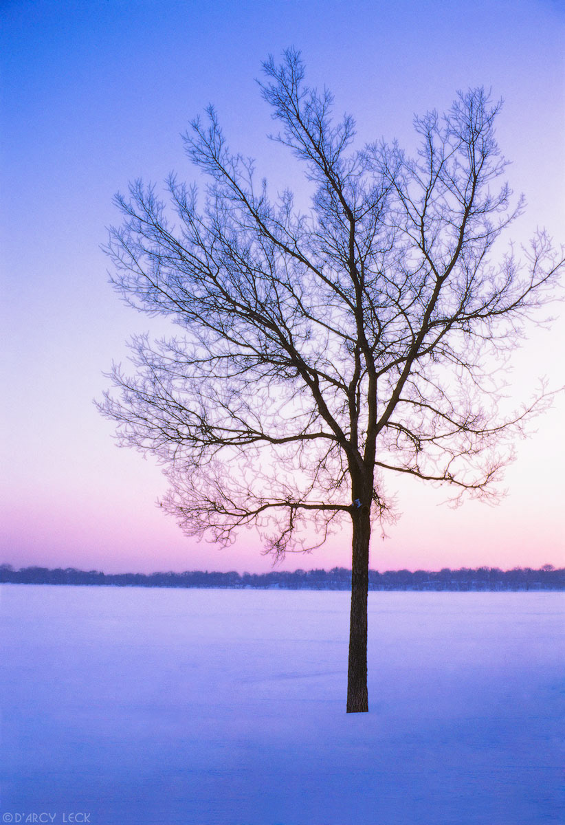 Bare tree by frozen Lake Harriet silhouetted against dusk sky in winter.