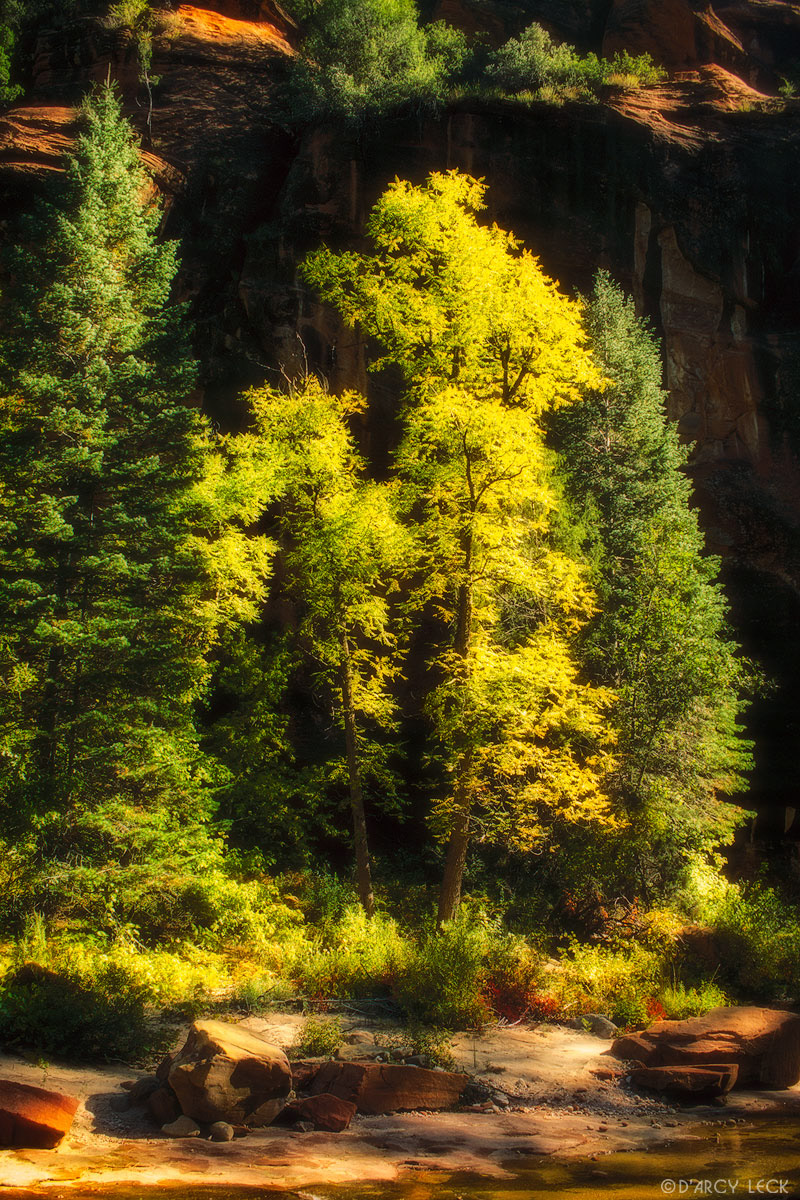 Trees stand before canyon wall along West Fork Oak Creek in Coconino National Forest, Arizona
