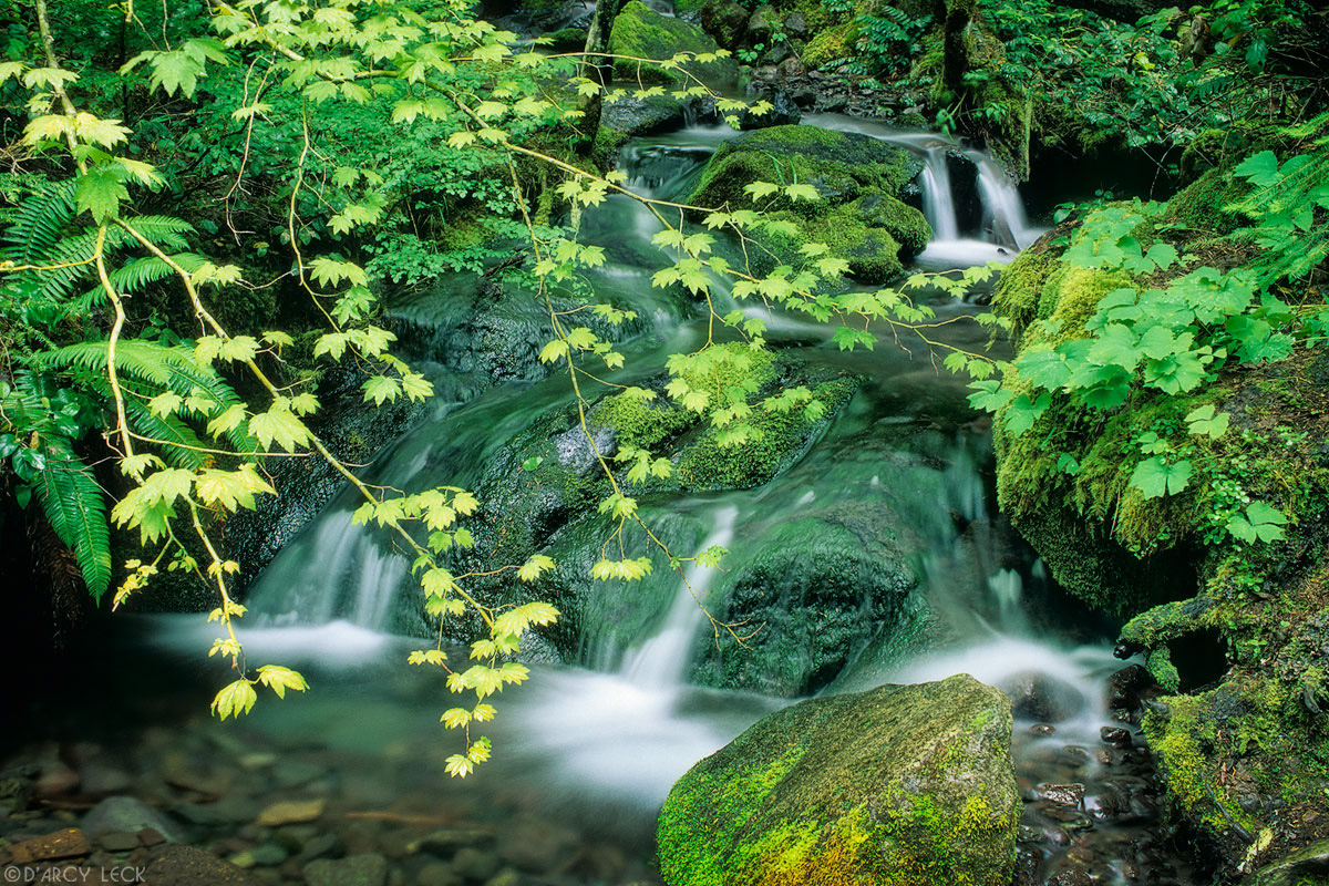 Small stream tumbles over mossy rocks into Ohanapecosh River, Washington