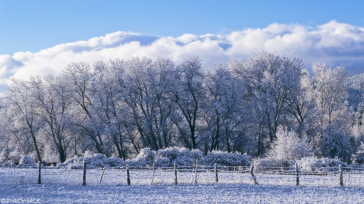 Snow storm clears at sunrise and leaves fresh snow on the fields and trees of El Valle, New Mexico, USA