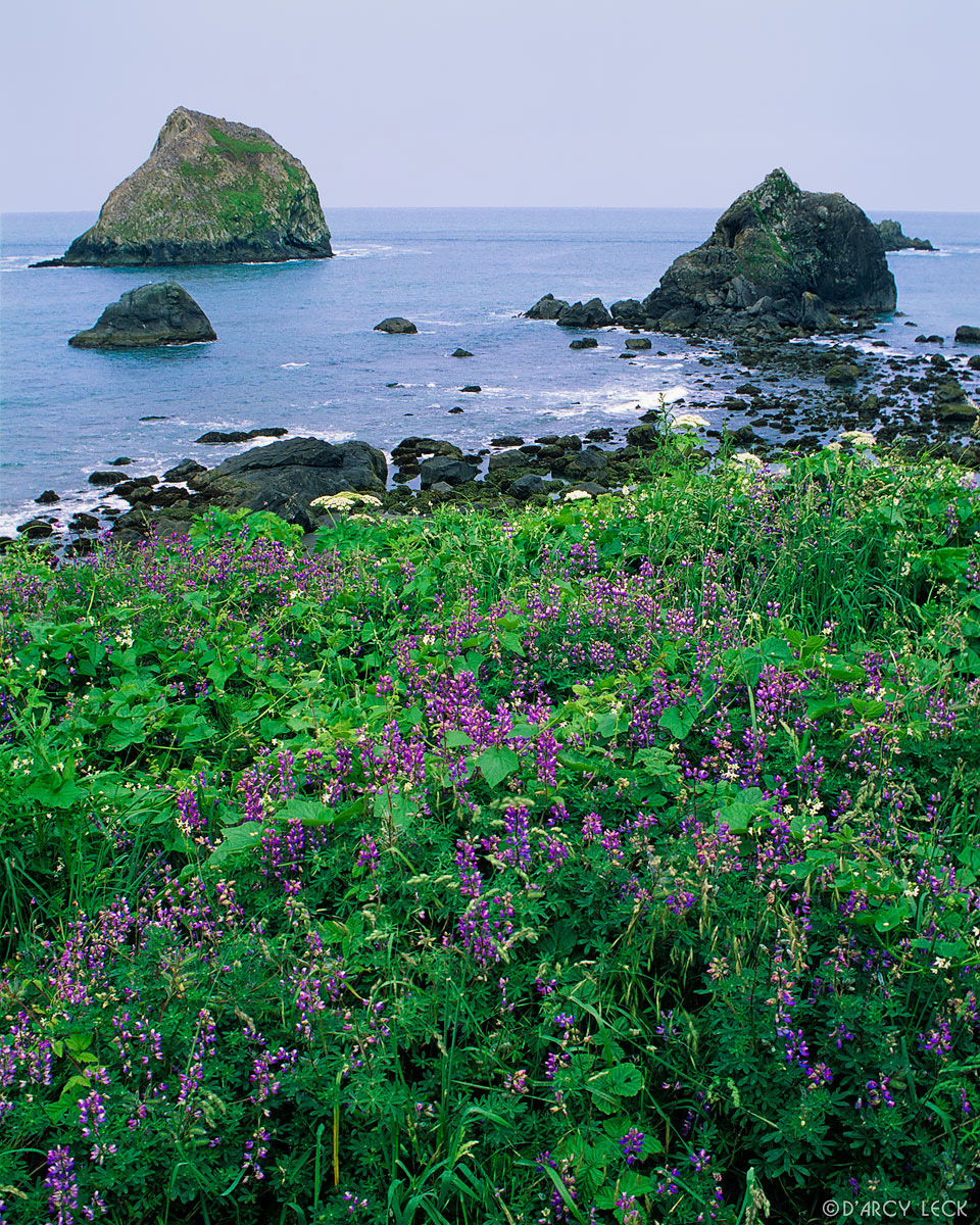 Purple flowers blossom along shore above rocky coastline near Crescent City, California