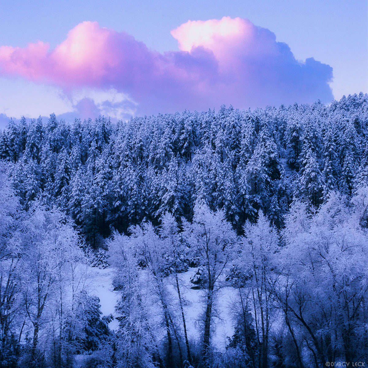 Cloud at sunrise over trees in Carson National Forest with fresh snow fall El Valle, New Mexico, USA