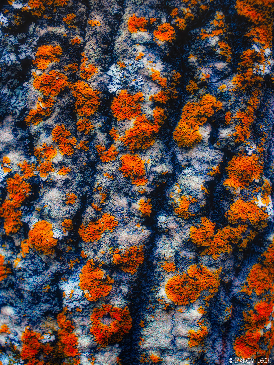 Orange Lichens On Tree Bark