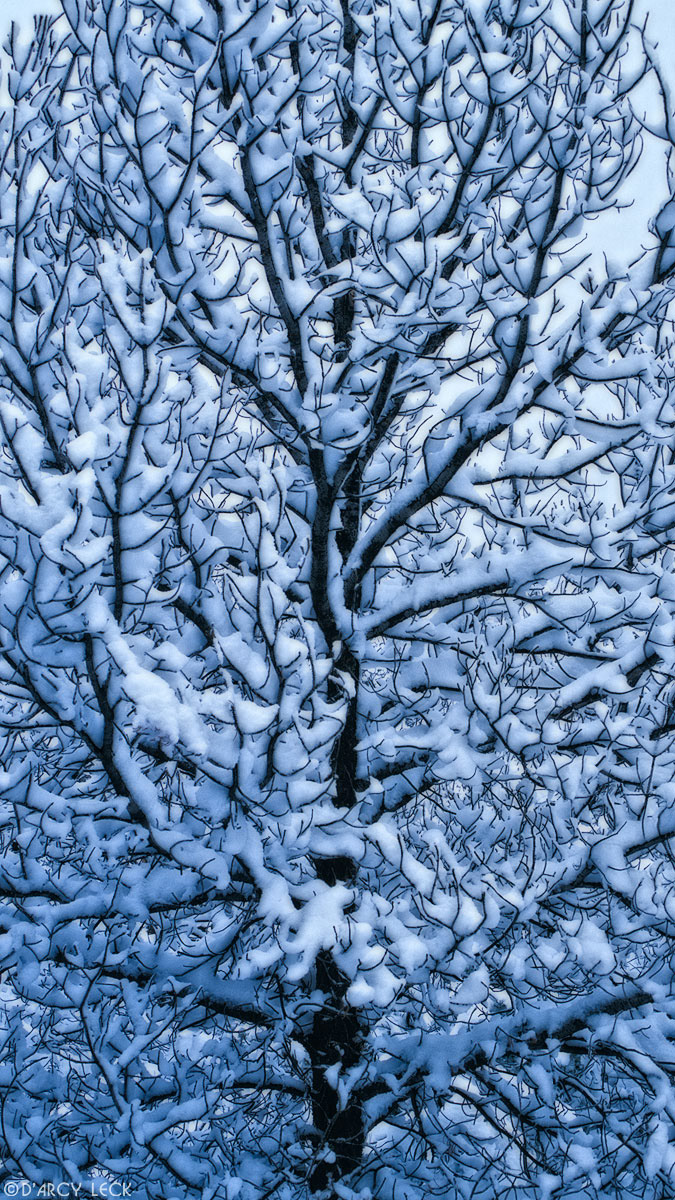 Tree covered with snow after new snowfall, New Mexico