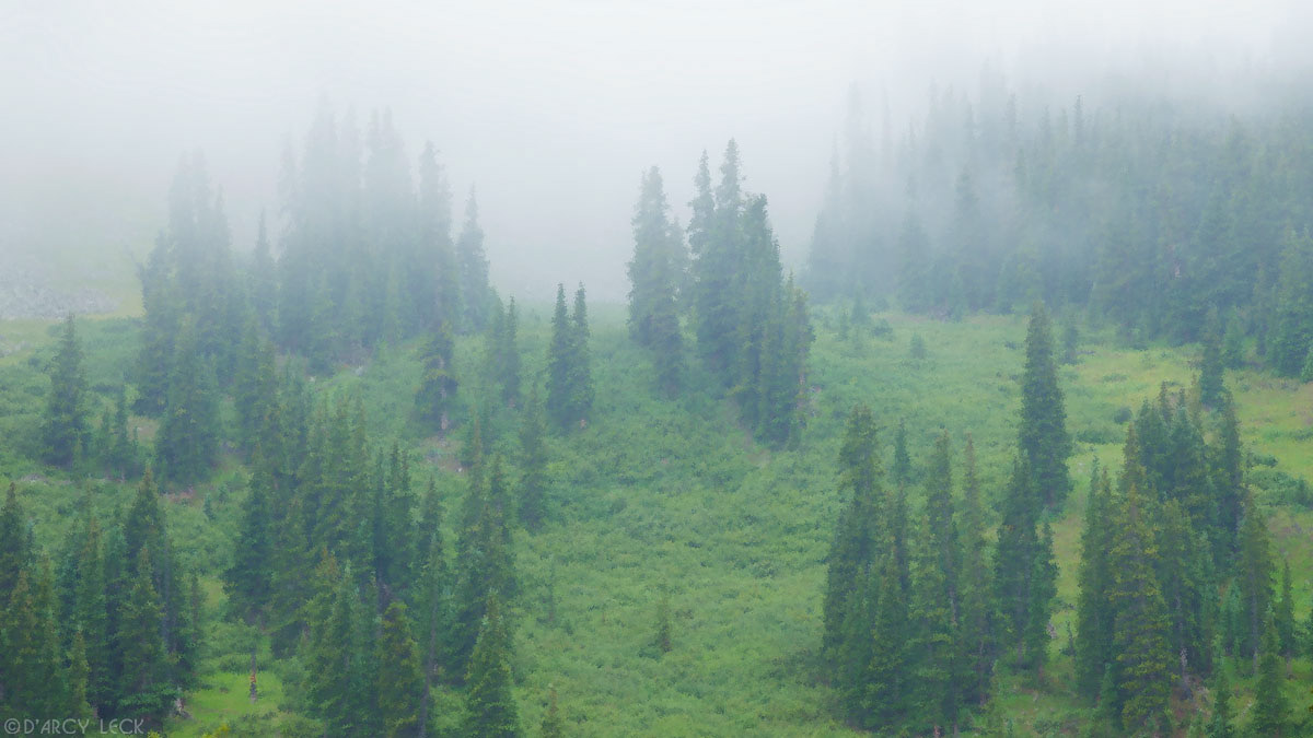 Fog enshrouds the forest near Cottonwood Pass, Colorado