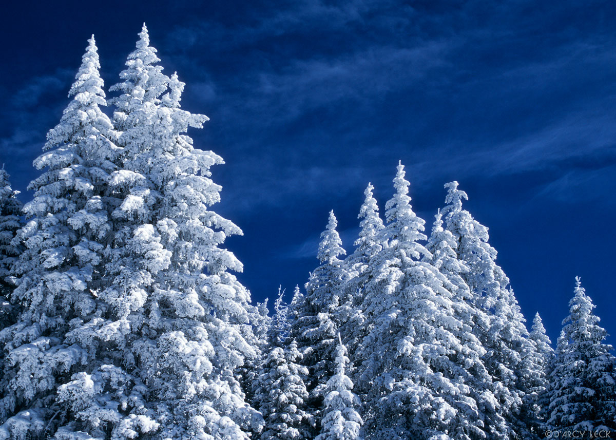Snow covered conifers in Santa Fe National Forest, New Mexico, USA