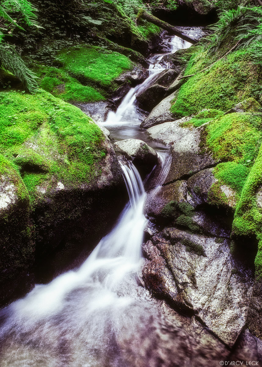 Small stream tumbles down moss covered rocks to Ipsut Creek, Washington
