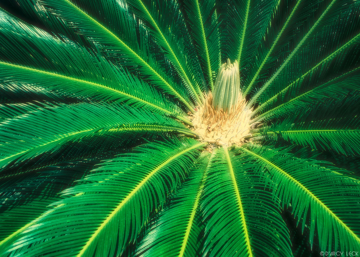 Tropical fern on St. John, U S Virgin Islands