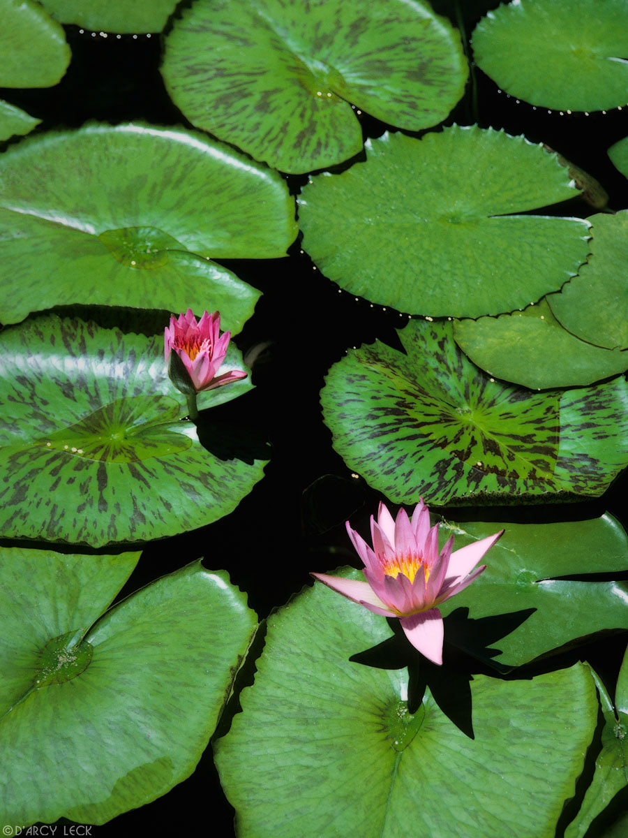 Pink Water Lily blossoms amongst green Water Lily pads in pond, Oahu, Hawaii