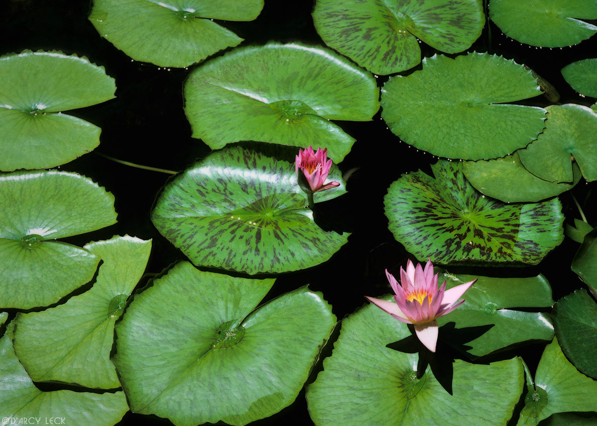 Pink Water Lily blossoms amongst green Water Lily pads in pond, Oahu, Hawaii