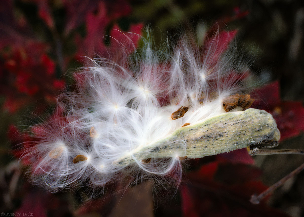 Milkweed Pod with red Oak leaves behind in autumn, Minnesota