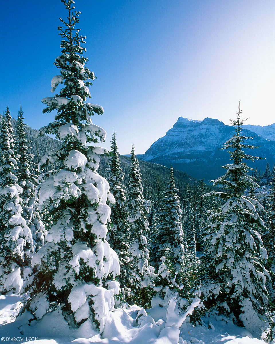 Snow covered pine trees, and Vimy Peak in distance, Waterton National Park, Alberta, Canada